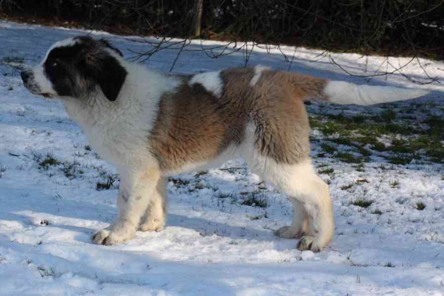 Moskevský strážní pes - foto 5