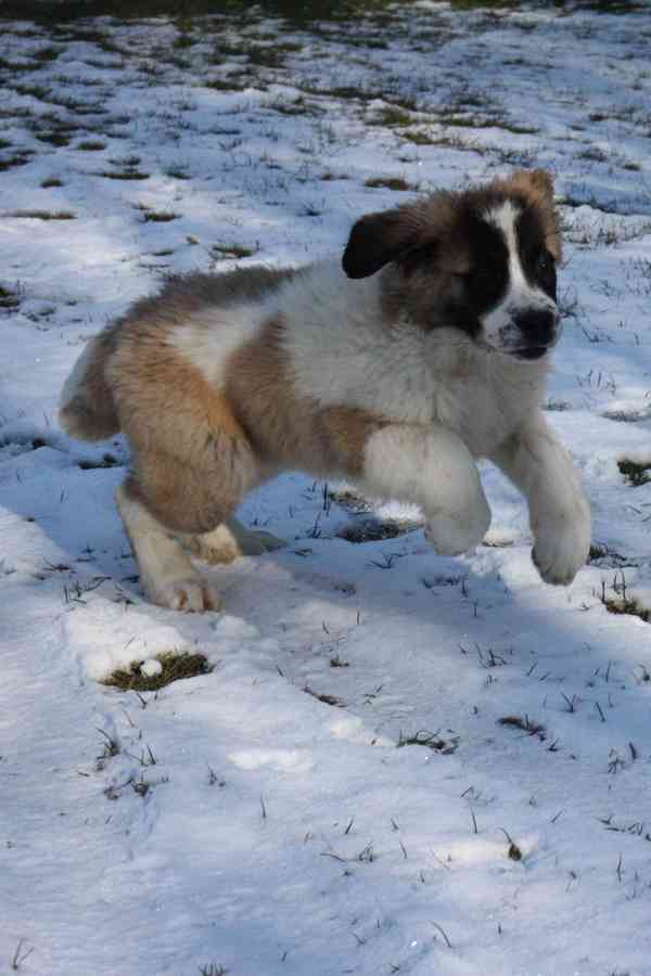 Moskevský strážní pes - foto 2