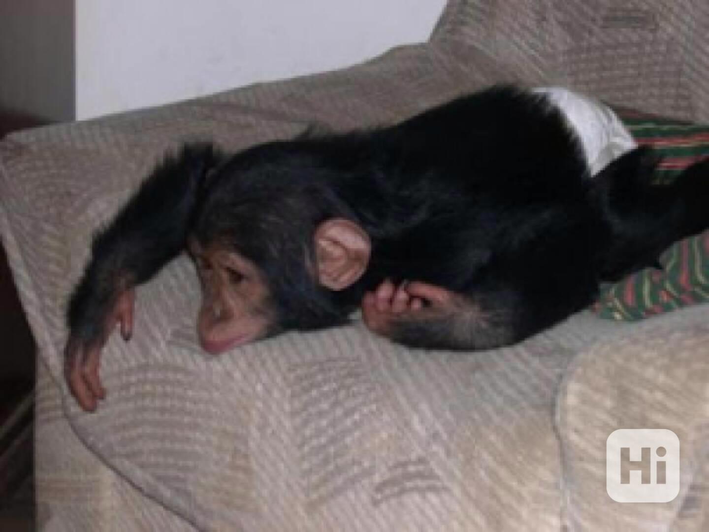 Šimpanzi připraveni k adopci - foto 1