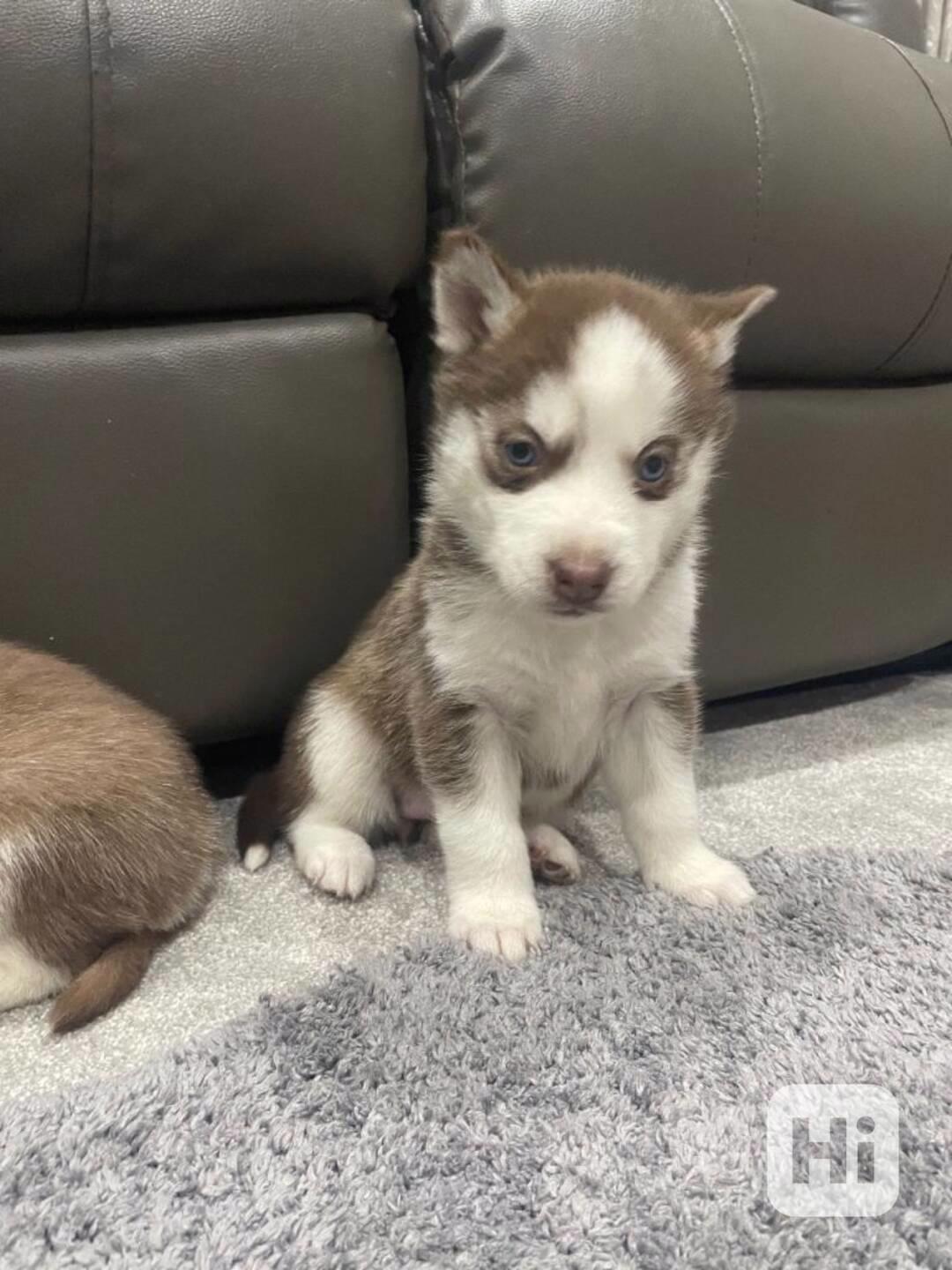  štěňata Sibiřský  husky - foto 1