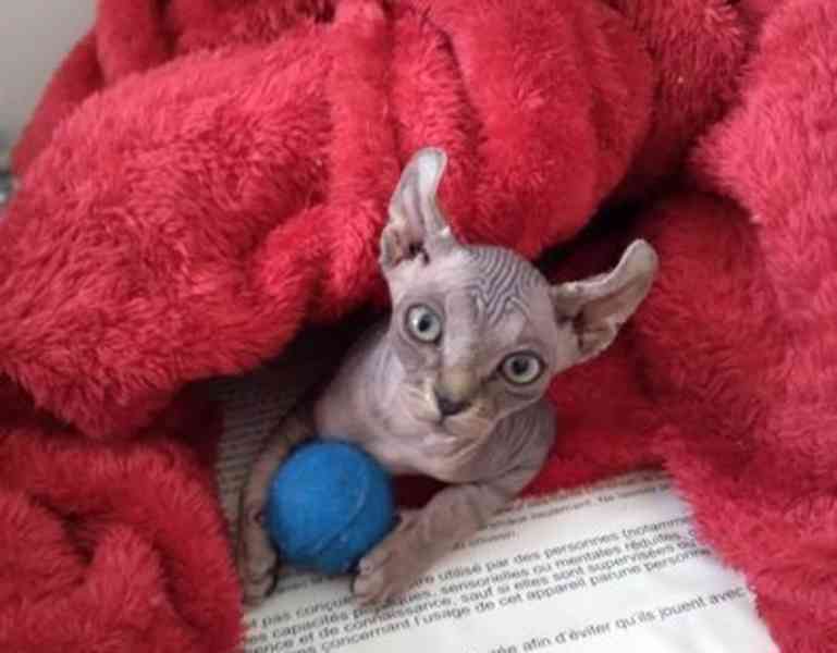 Sphynx kočka - foto 2