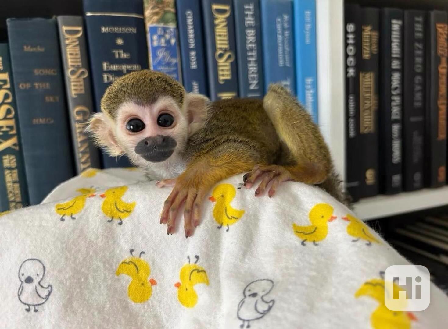 Mláďata veverčích opic k dispozici - foto 1