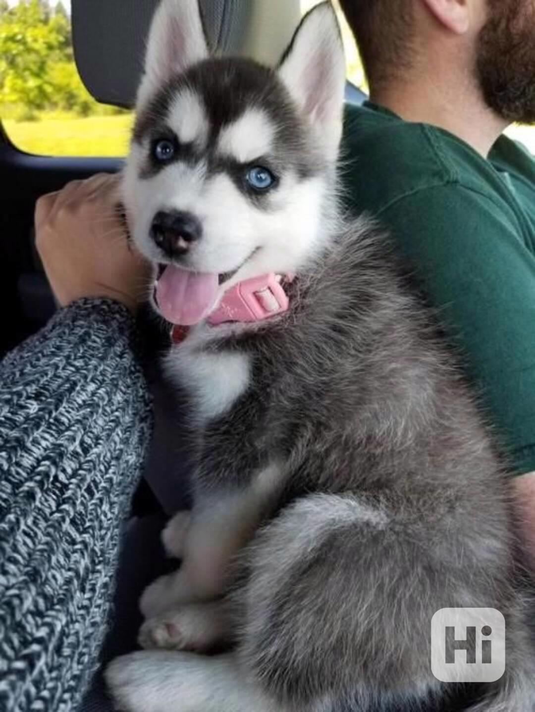 Zdravá štěňata huskyho - foto 1