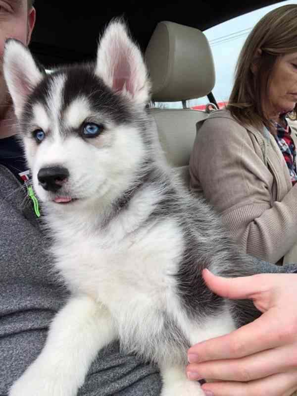 Zdravá štěňata huskyho - foto 2