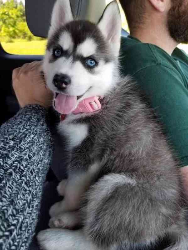 Zdravá štěňata huskyho - foto 1