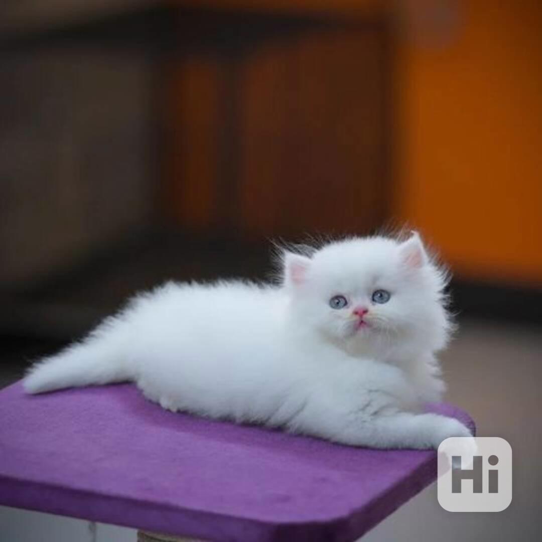 Perská koťata - foto 1