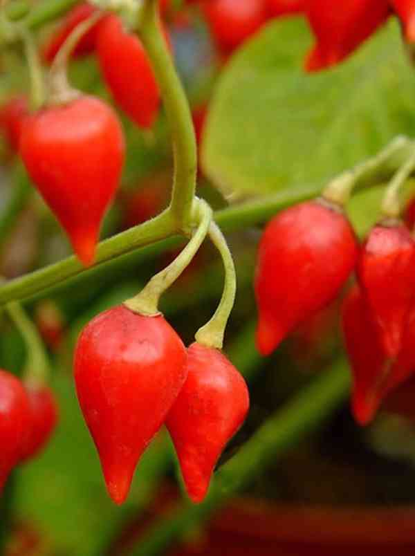 Sazenice Chilli Chupetinho red - foto 1