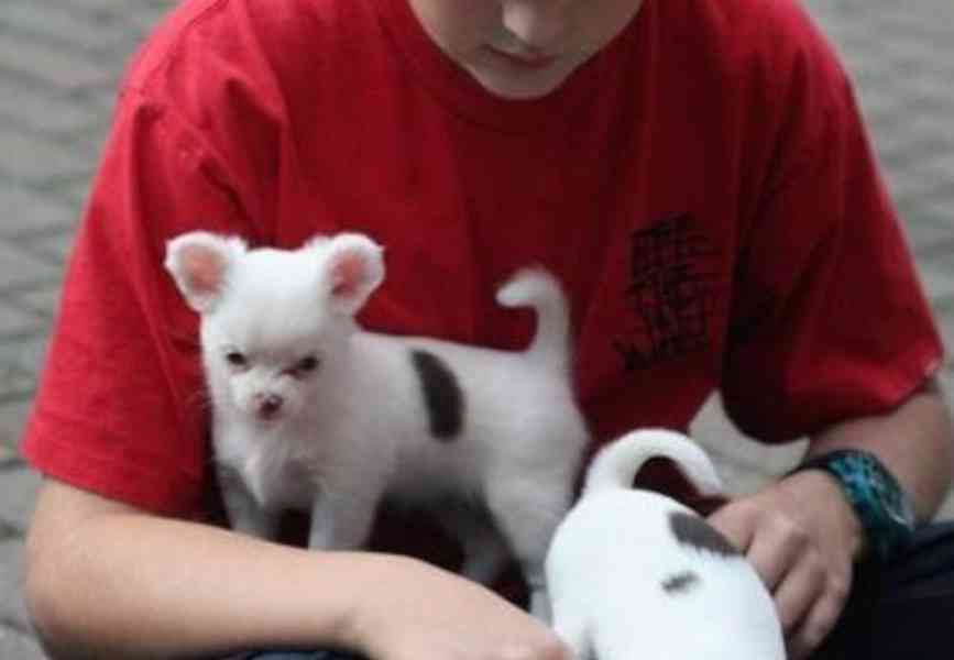 Štěňata čivavy k adopci zdarma