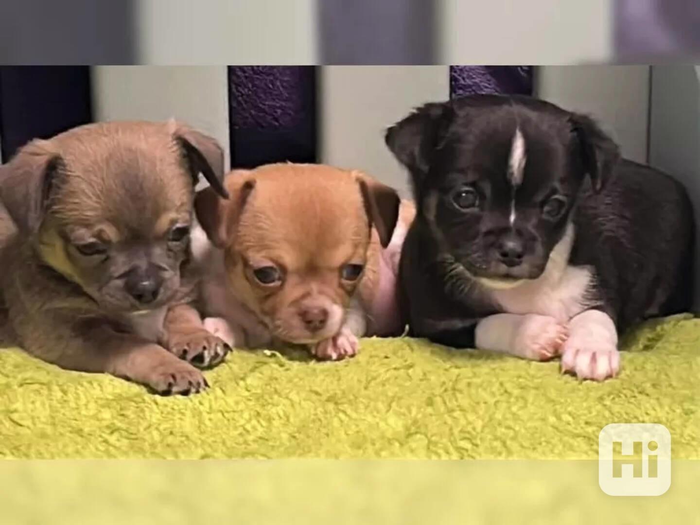 Mini Čivava-štěňátka-s PP k odběru - foto 1