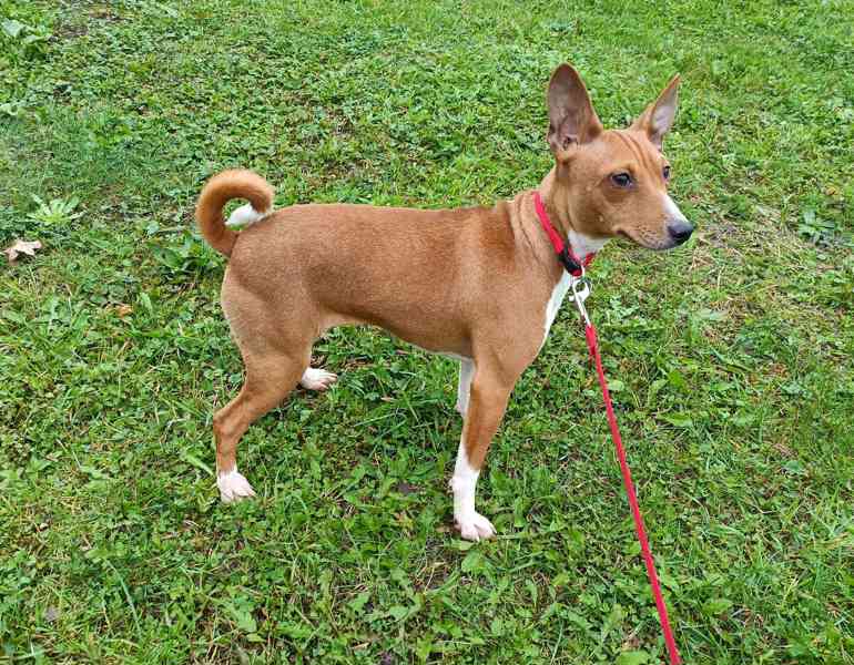 Basenji - prodám fenku bez pp - foto 2