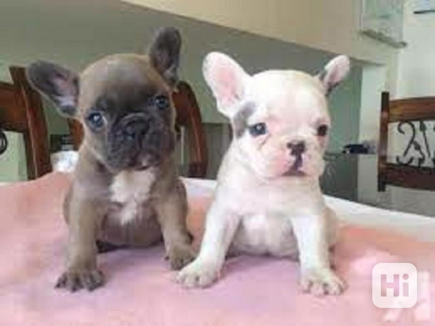 Štěňata francouzského buldoka S hrdostí oznamuji, že moji kr - foto 1