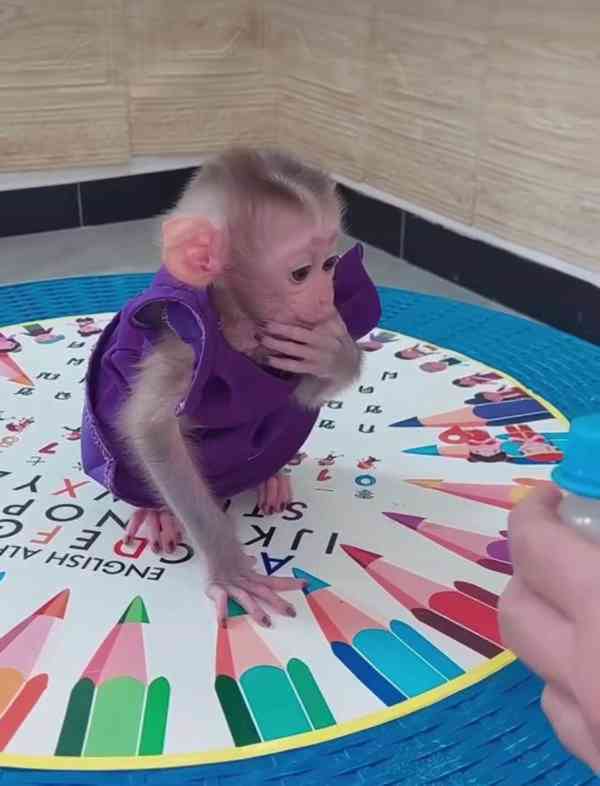 Inteligentní kapucínské opice k adopci