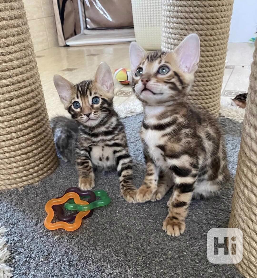Výjimečná bengálská koťátka s rodokmenem!!!  - foto 1