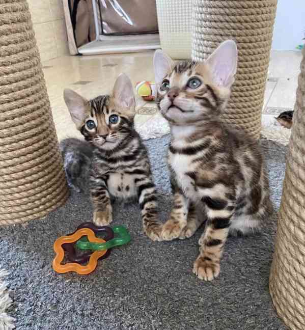Výjimečná bengálská koťátka s rodokmenem!!! 