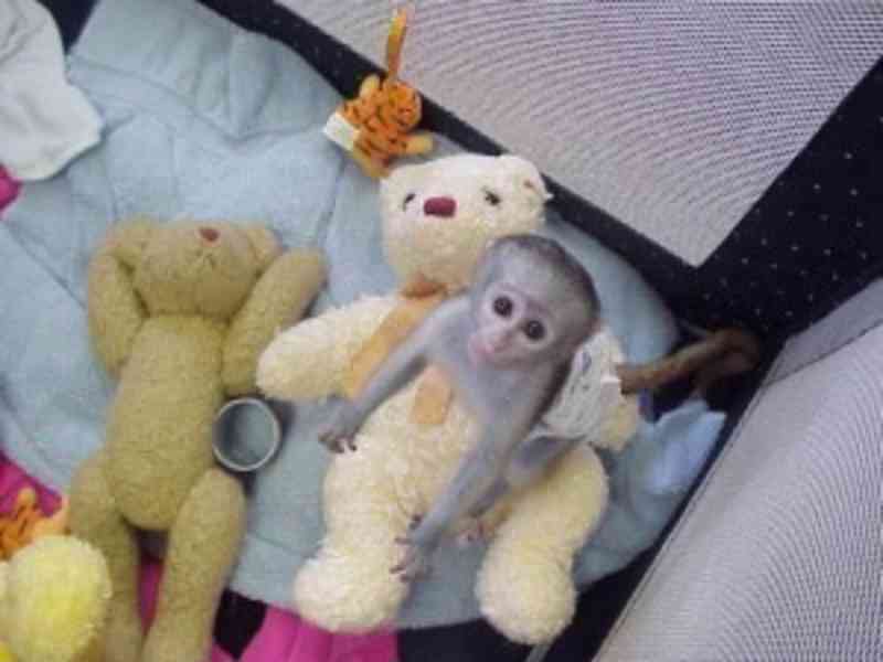 Nádherná kapucínská opice k adopci