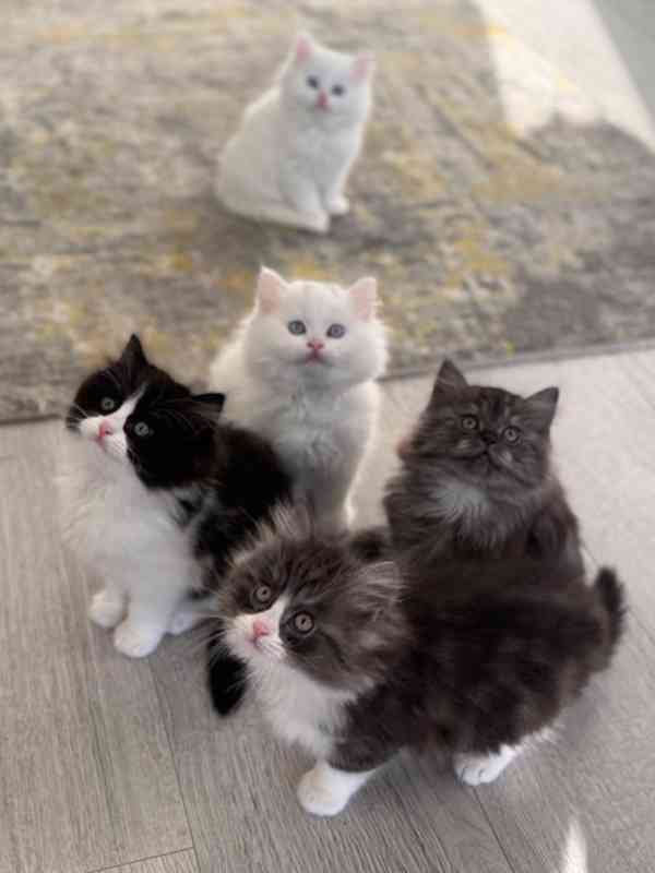 Perské kotě hledá dobrý domov. - foto 1