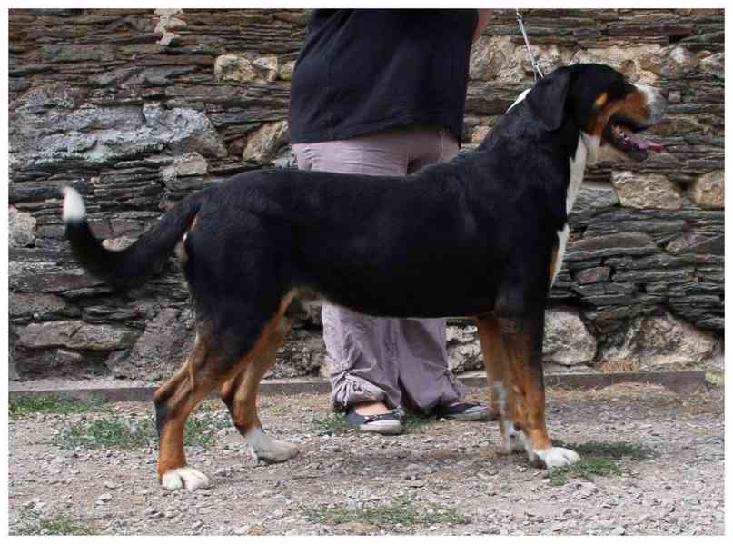 Velký švýcarský salasnicky pes  - foto 2