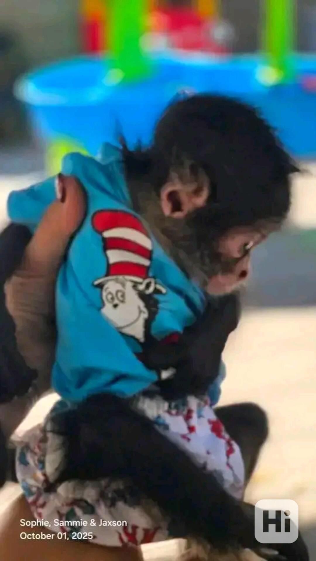  4měsíční štěňata k odběru - foto 1