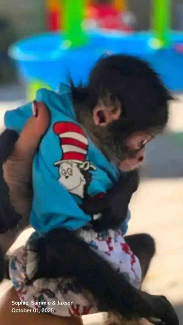  4měsíční štěňata k odběru - foto 1