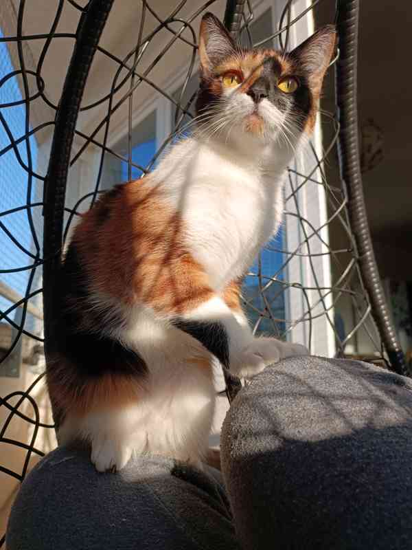 Tříbarevná kočička  - foto 2