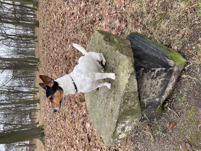 Jack Russell teriér mladý psík - foto 4