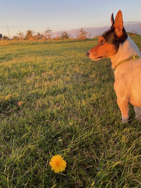 Jack Russell teriér mladý psík - foto 2