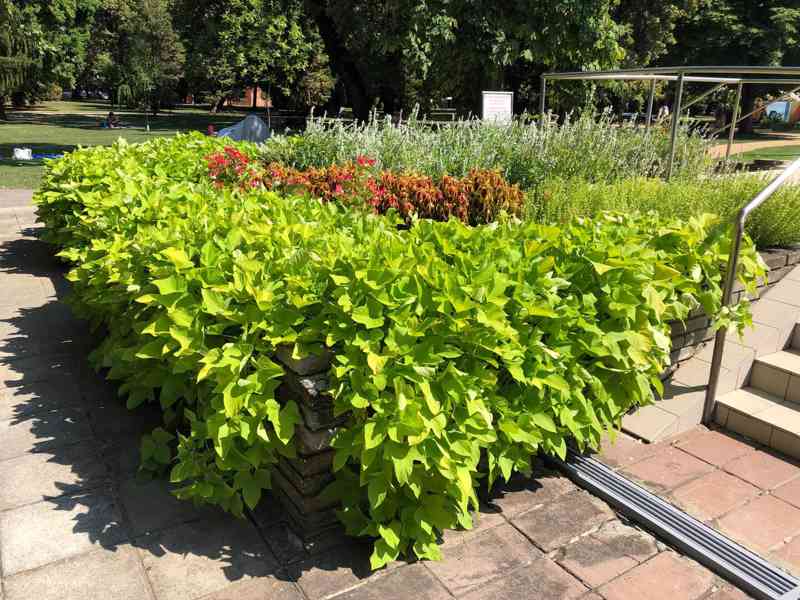 Ipomoea batatas, okrasné batáty do truhlíků 3 druhy - foto 6