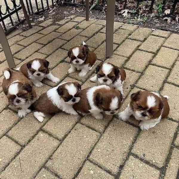 Shih-tzu s pp - foto 2
