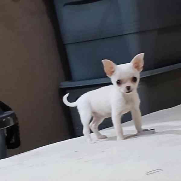 Nabízím štěně čivavy s jablíčkovouŠtěně - foto 1