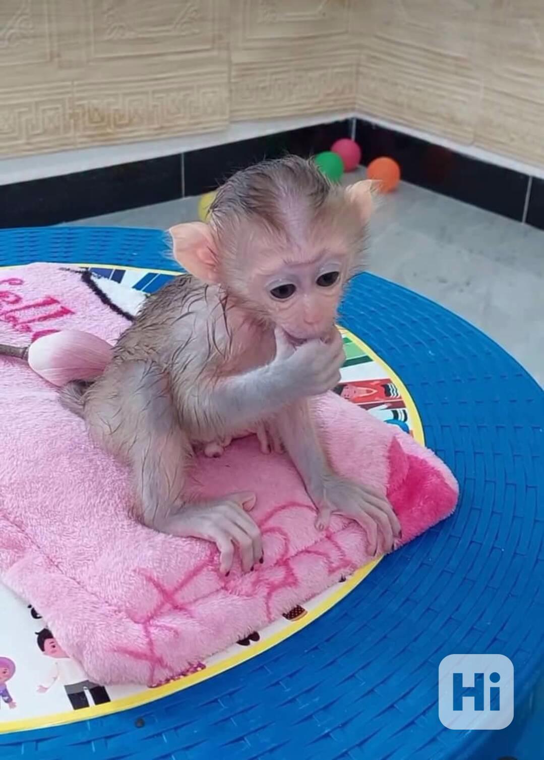 Přátelské kapucínské opice k adopci - foto 1