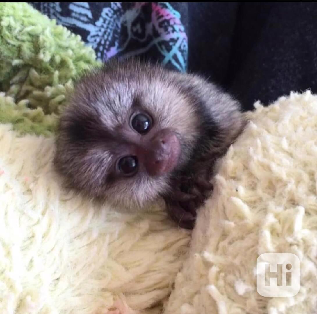 Mláďata kosmanů k adopci - foto 1