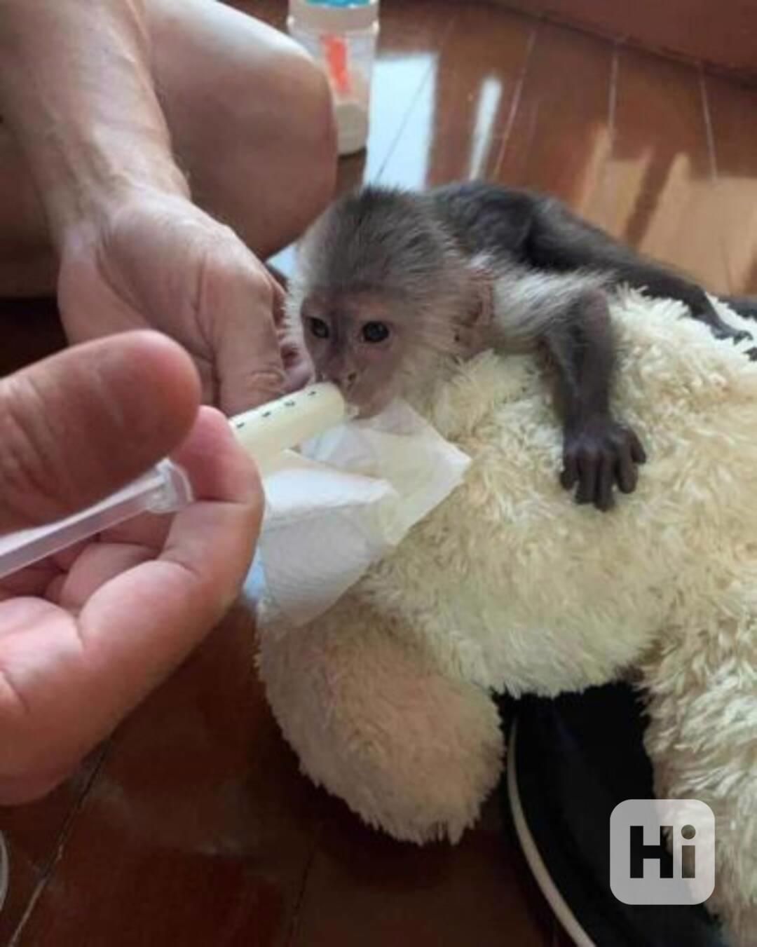 Roztomilé kapucínské opice k dispozici - foto 1