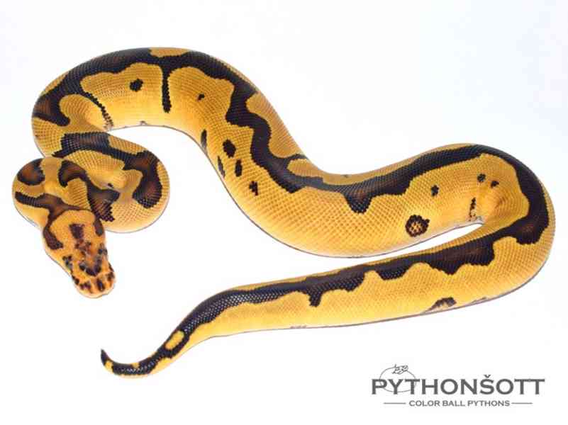 Krajta královská - Python regius - foto 3