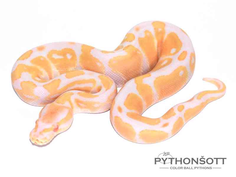 Krajta královská - Python regius - foto 12