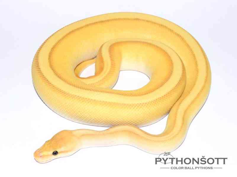 Krajta královská - Python regius - foto 11