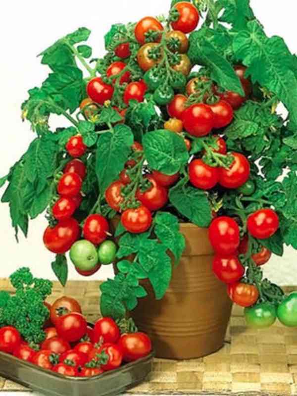 sazenice rajče truhlíkové Vilma - foto 1
