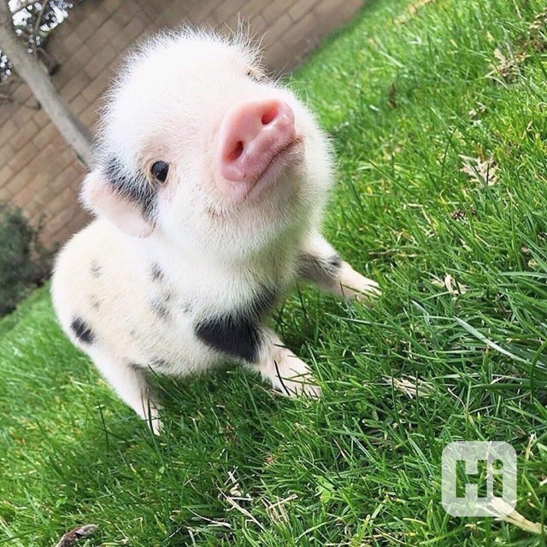 Skvělá prasátka k prodeji  - foto 1