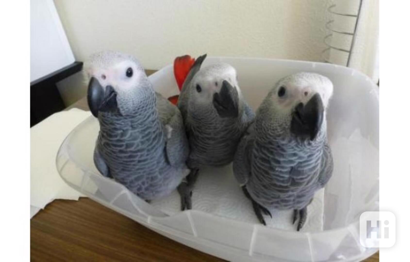 Papoušci šedí Kongo pro milovníky ptáků - foto 1