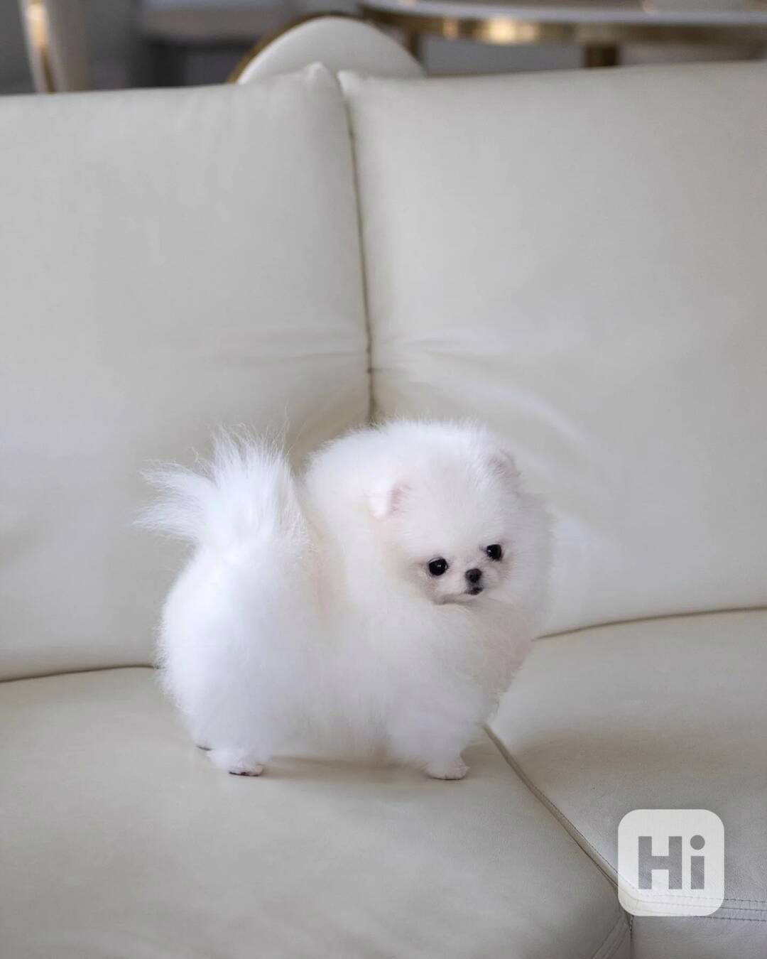 Máme Na Prodej Pomeraniana. - foto 1