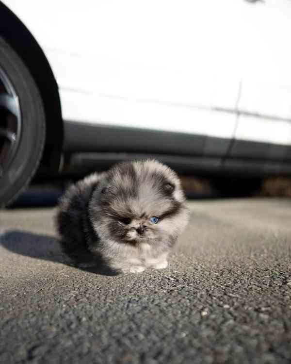 Máme Na Prodej Pomeraniana. - foto 3