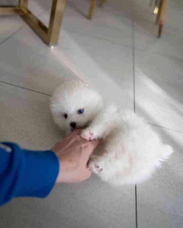 Máme Na Prodej Pomeraniana. - foto 2