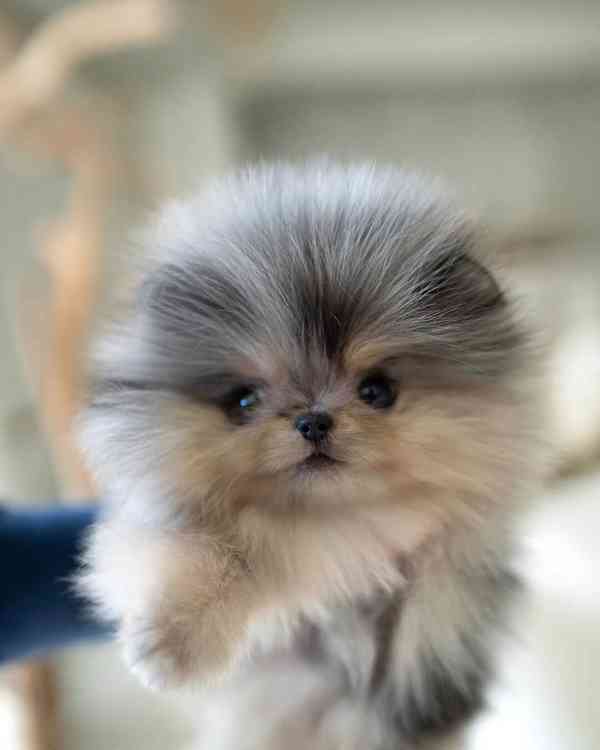 Máme Na Prodej Pomeraniana. - foto 4