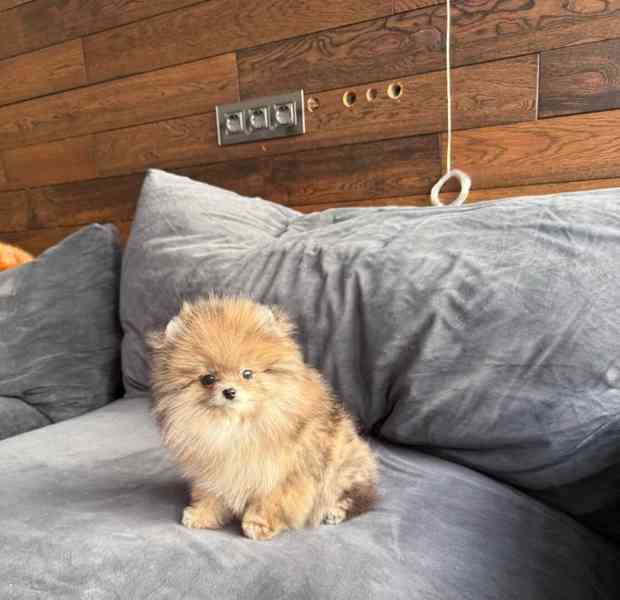 Máme Na Prodej Pomeraniana. - foto 5