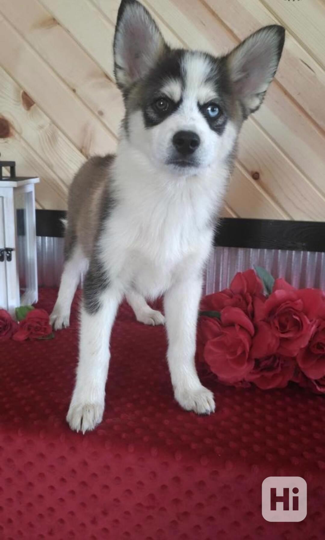 11 atraktivních štěňat pomského ovčáka je připraveno do nový - foto 1