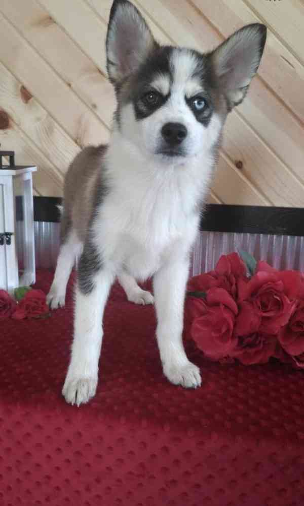 11 atraktivních štěňat pomského ovčáka je připraveno do nový