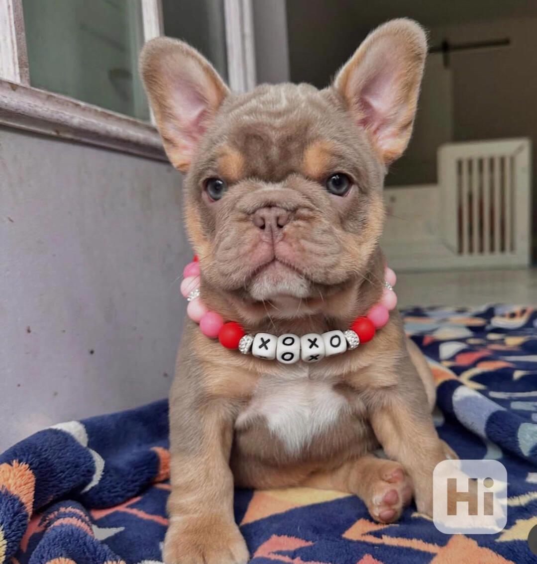 Štěňata francouzského buldočka k adopci. - foto 1
