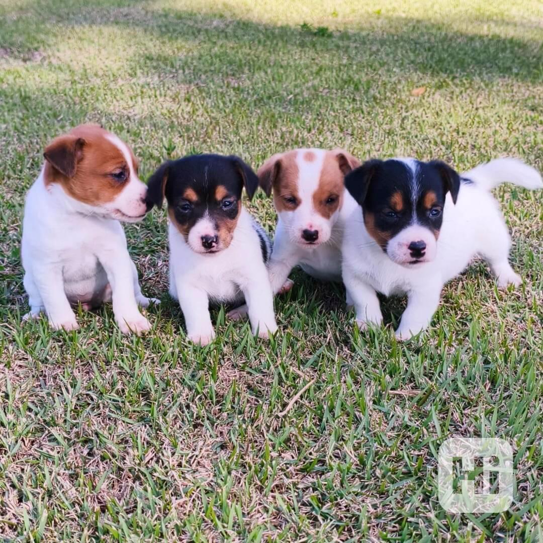 Rozkošná štěňátka Jack Russell teriéra připravená na svůj tr - foto 1