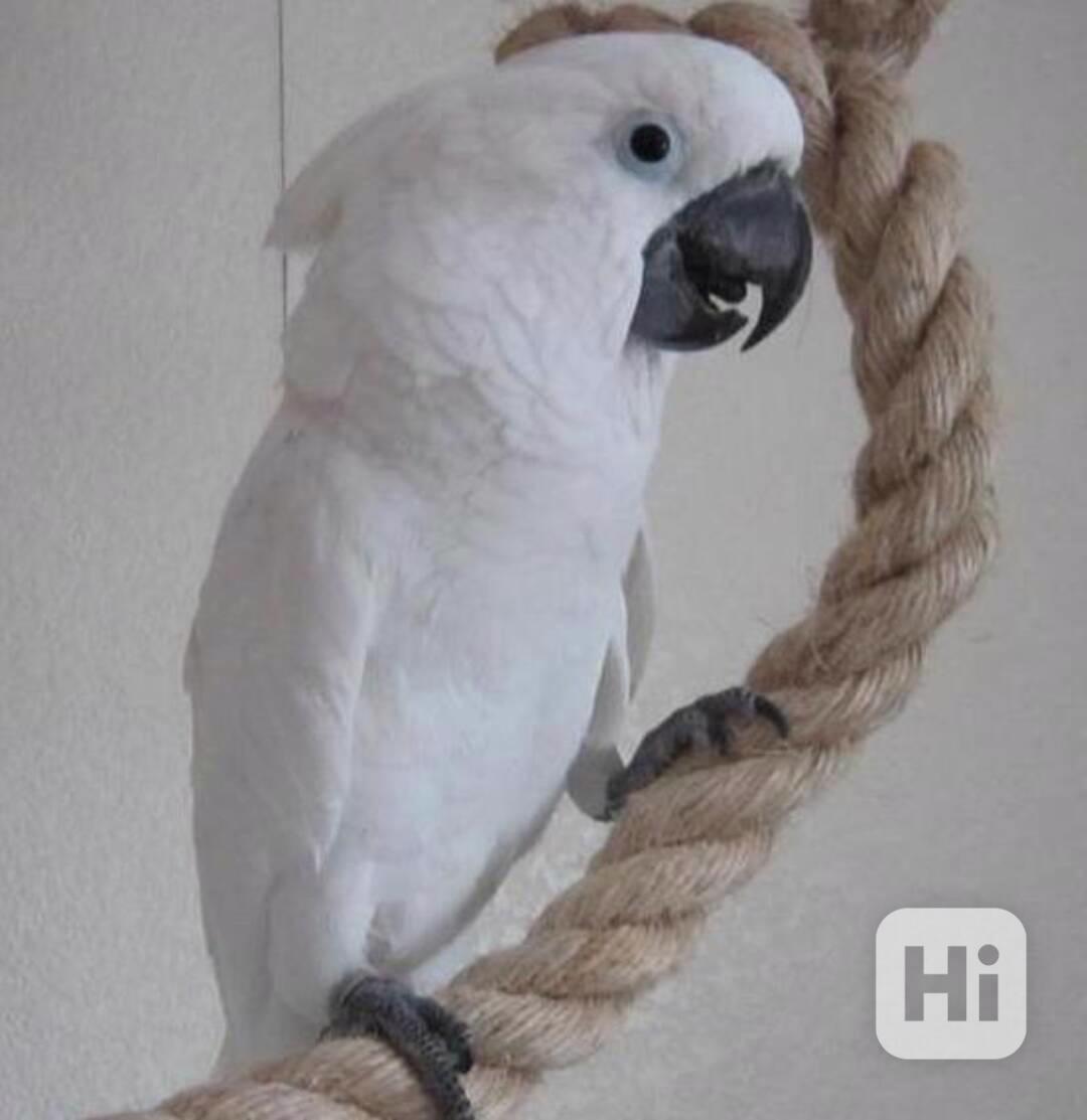 Úžasní papoušci kakadu - foto 1