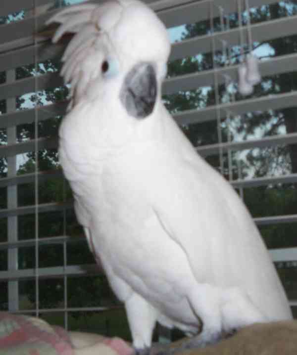 Úžasní papoušci kakadu - foto 3