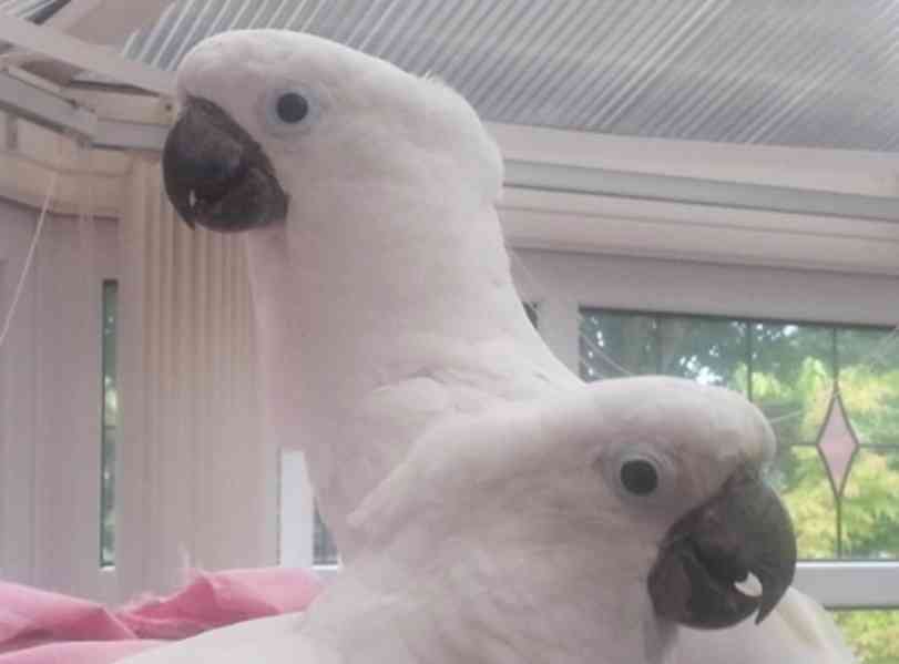 Úžasní papoušci kakadu - foto 2